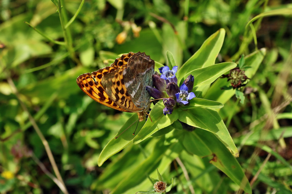 2016_07_31_025807p_Bildgr��e �ndern