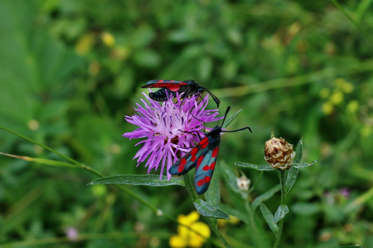 2016_07_31_025855p_Bildgr��e �ndern