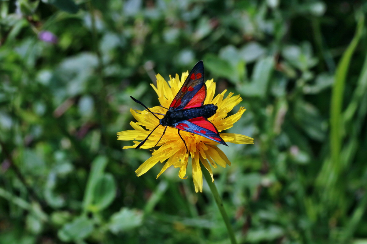 2016_07_31_025862p_Bildgr��e �ndern