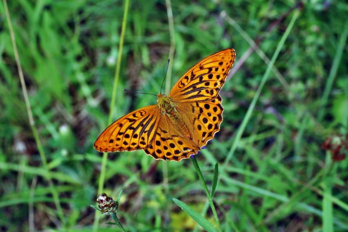 2016_07_31_025880p_Bildgr��e �ndern