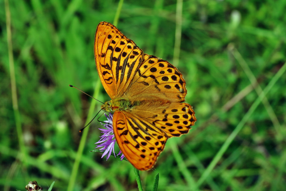 2016_07_31_025884p_Bildgr��e �ndern