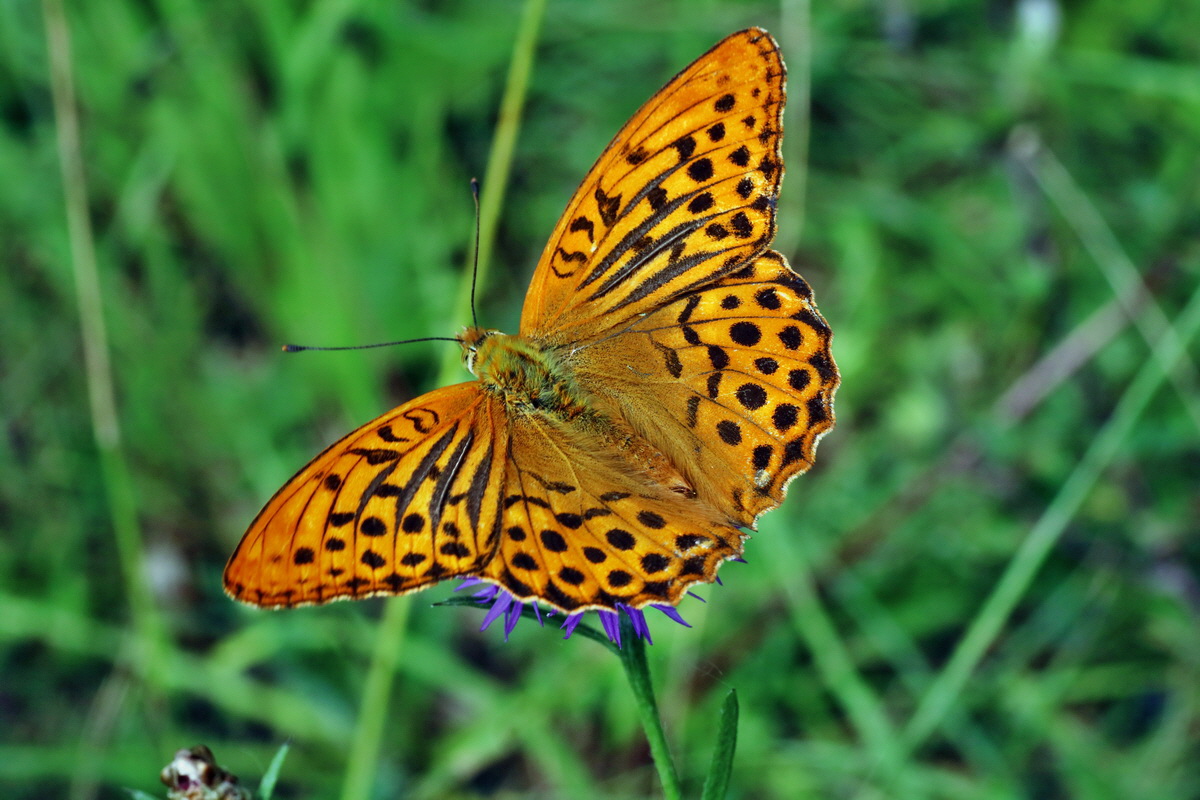 2016_07_31_025886p_Bildgr��e �ndern