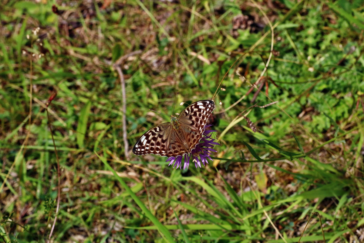 2016_07_31_025899p_Bildgr��e �ndern