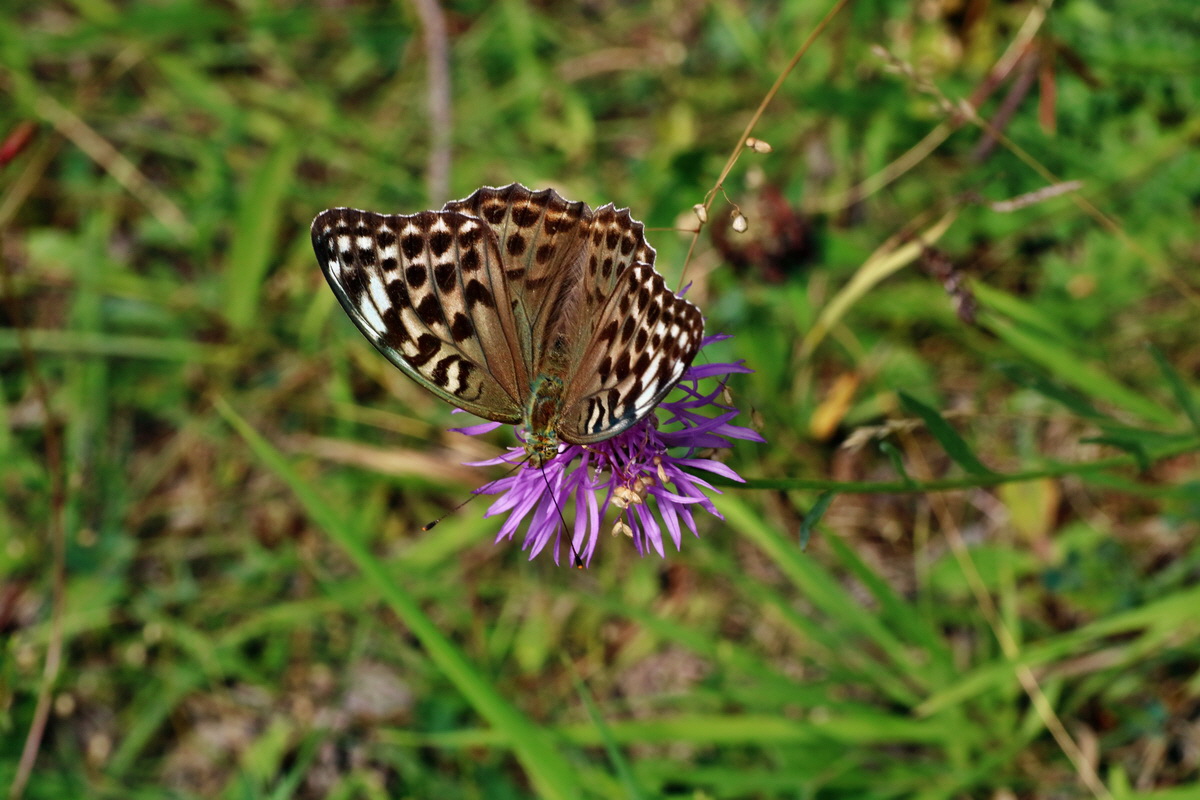 2016_07_31_025906p_Bildgr��e �ndern