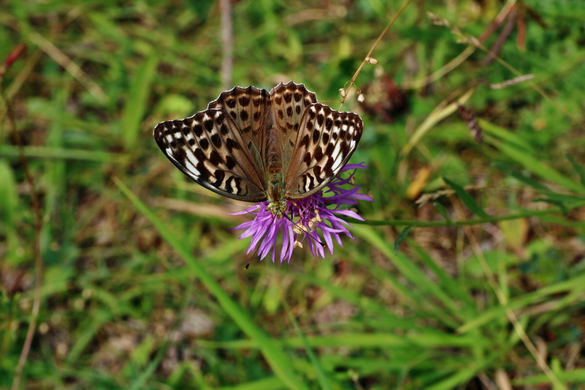 2016_07_31_025910p_Bildgr��e �ndern