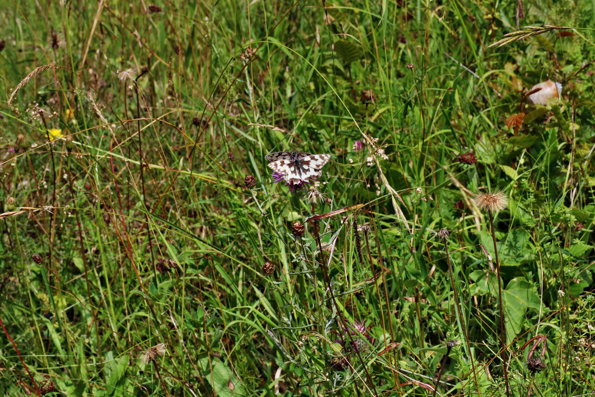 2016_07_31_025935p_Bildgr��e �ndern