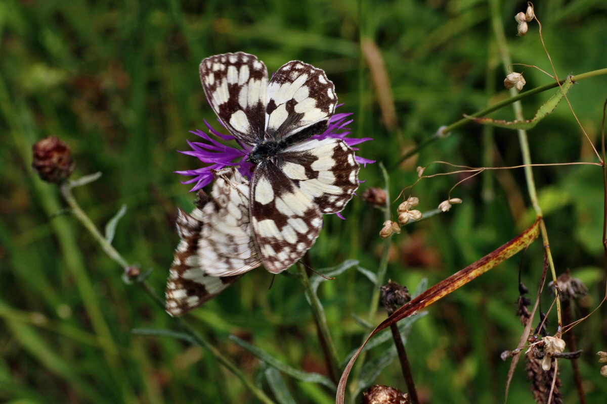 2016_07_31_025973p_Bildgr��e �ndern