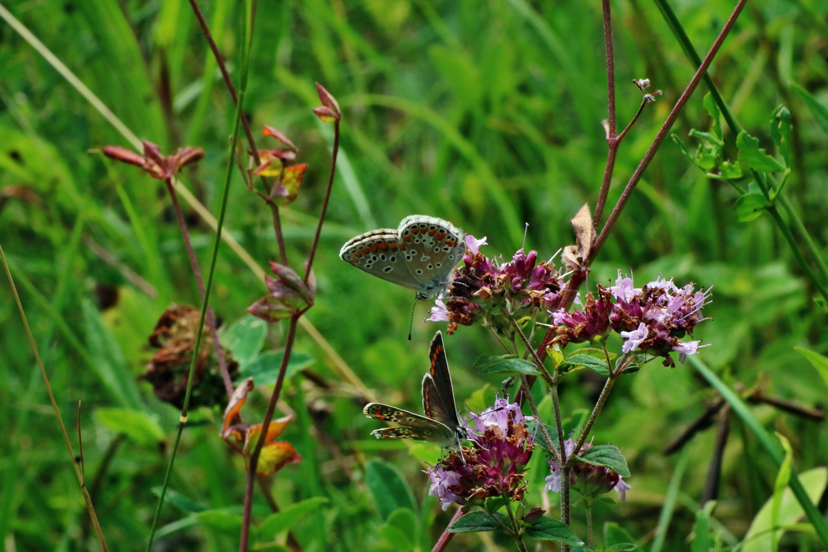 2016_07_31_026015p_Bildgr��e �ndern