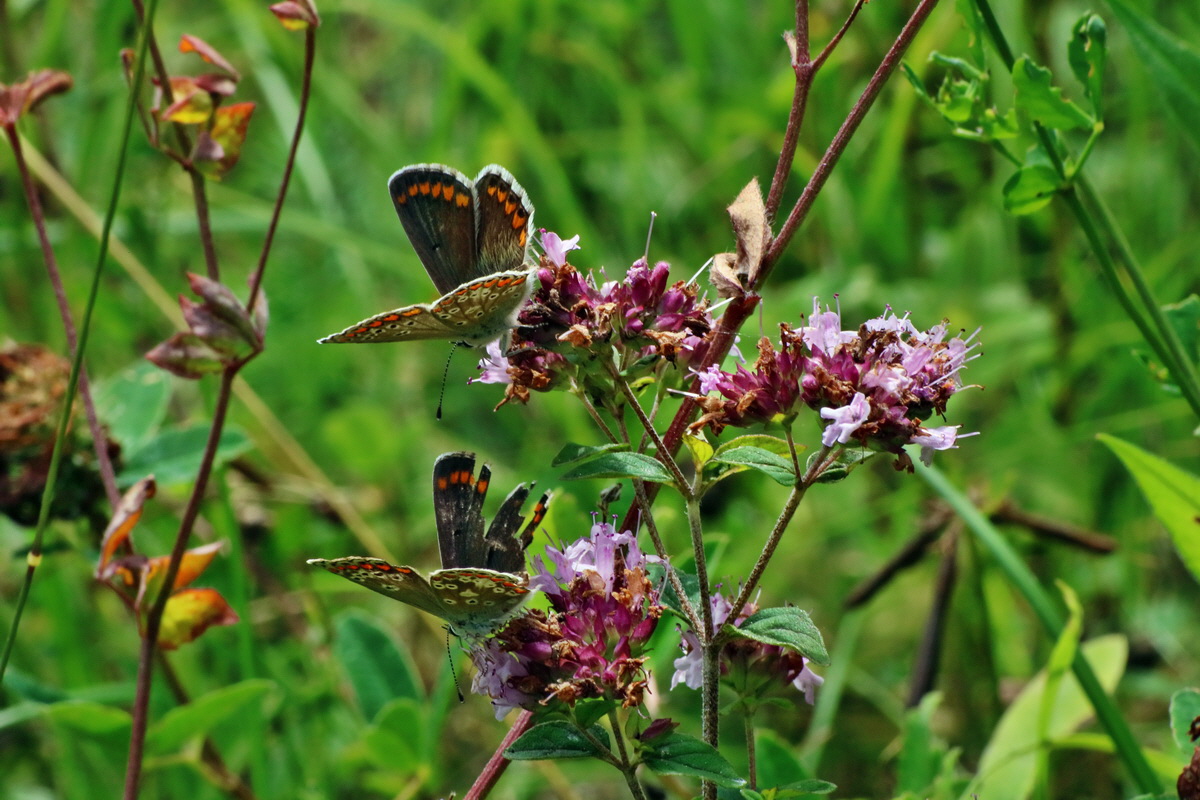 2016_07_31_026021p_Bildgr��e �ndern