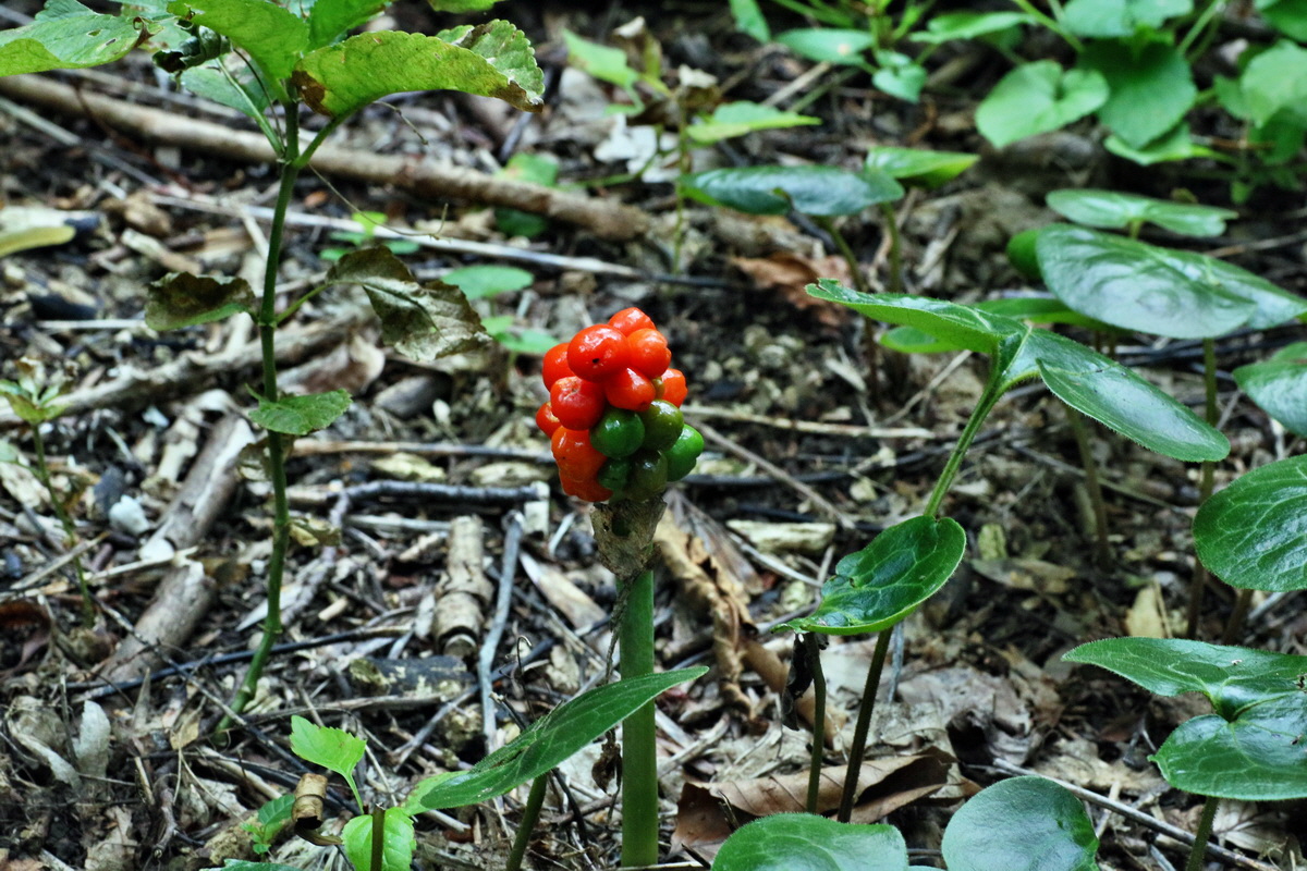 2016_07_31_026117p_Bildgr��e �ndern