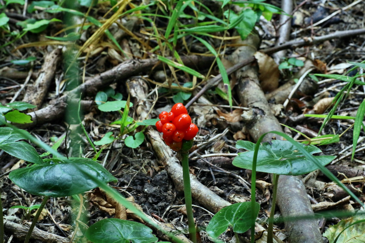 2016_07_31_026118p_Bildgr��e �ndern