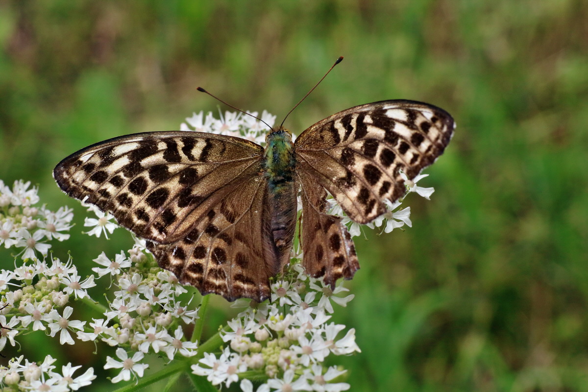 2016_07_31_026142p_Bildgr��e �ndern