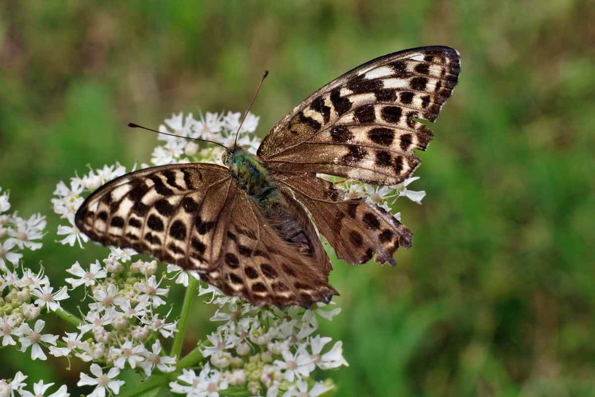 2016_07_31_026146p_Bildgr��e �ndern