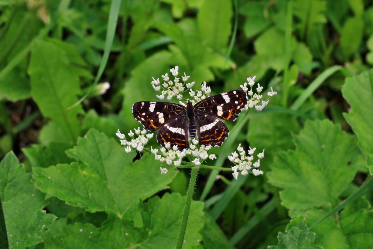 2016_07_31_026162p_Bildgr��e �ndern