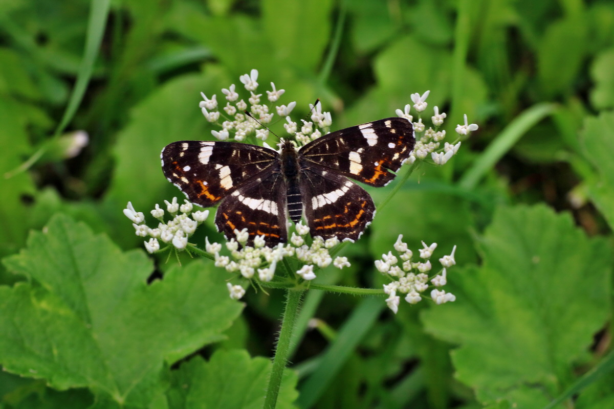 2016_07_31_026165p_Bildgr��e �ndern