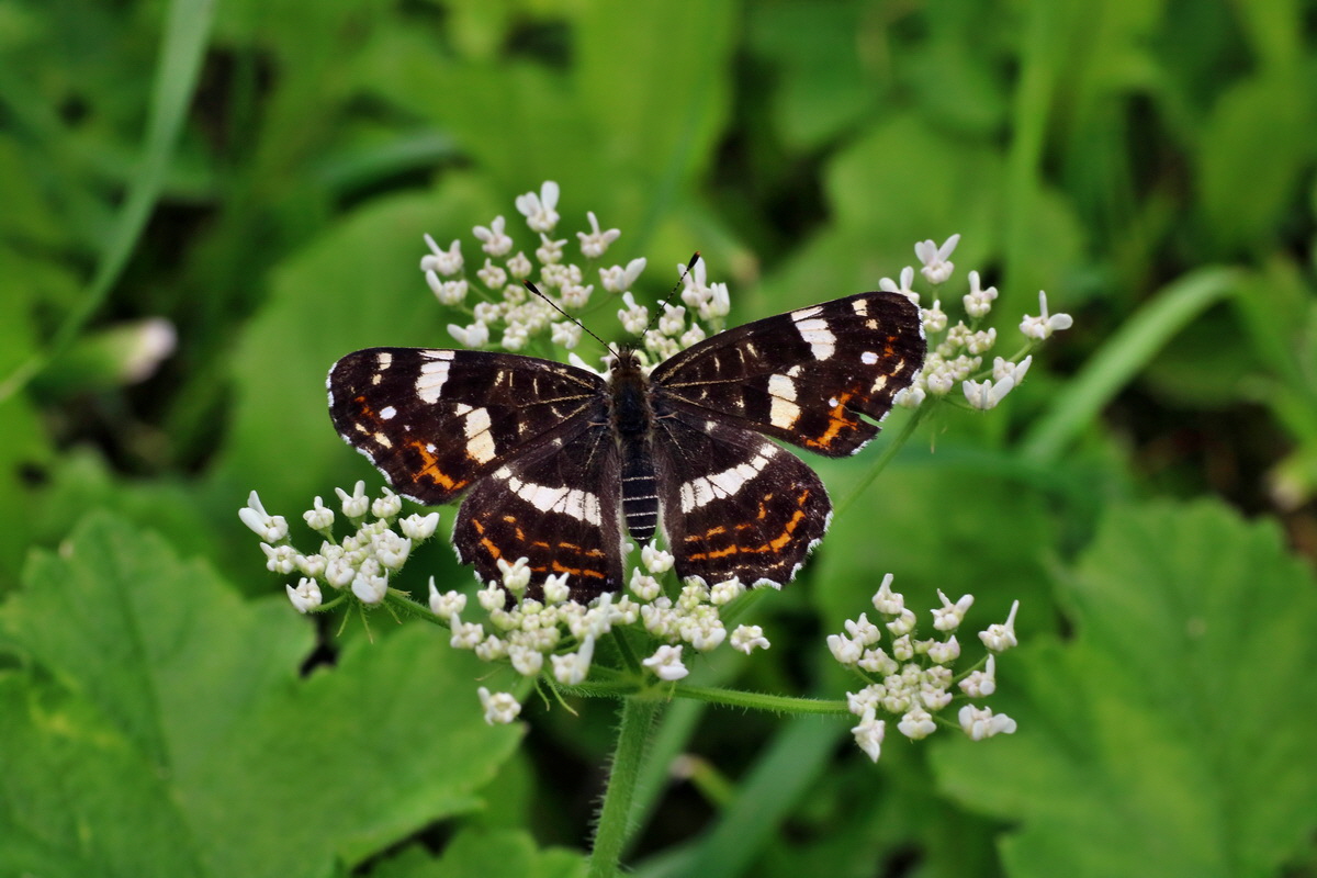 2016_07_31_026171p_Bildgr��e �ndern