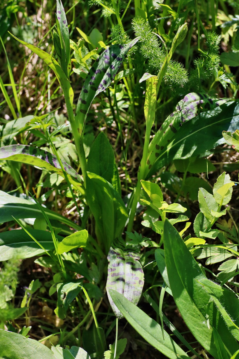 IMG-2016-06-04-00017996p_Bildgr��e �ndern