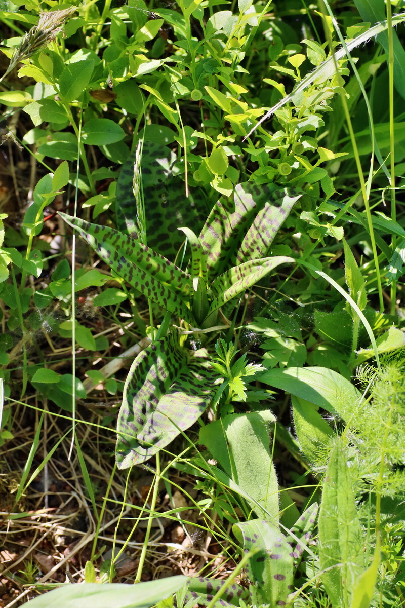 IMG-2016-06-04-00018000p_Bildgr��e �ndern