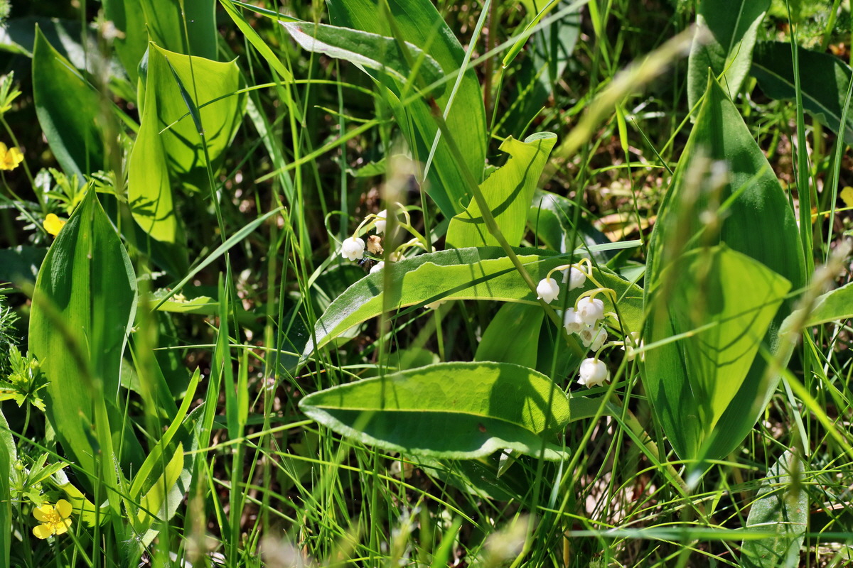 IMG-2016-06-04-00018006p_Bildgr��e �ndern