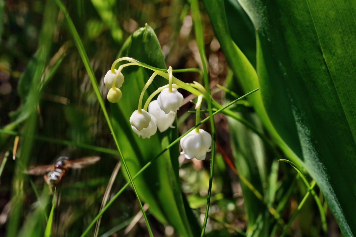 IMG-2016-06-04-00018008p_Bildgr��e �ndern