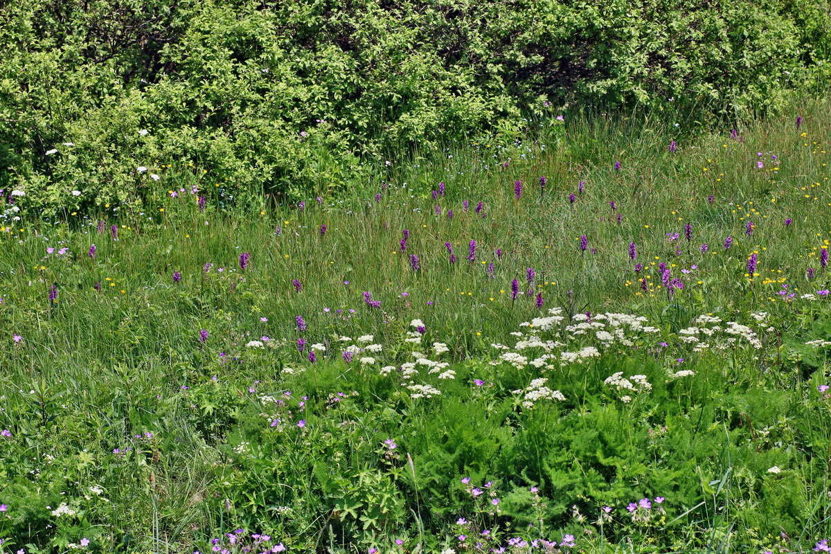 IMG-2016-06-04-00018050p_Bildgr��e �ndern