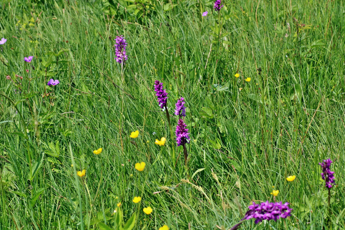 IMG-2016-06-04-00018053p_Bildgr��e �ndern