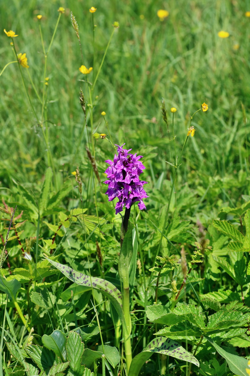 IMG-2016-06-04-00018059p_Bildgr��e �ndern