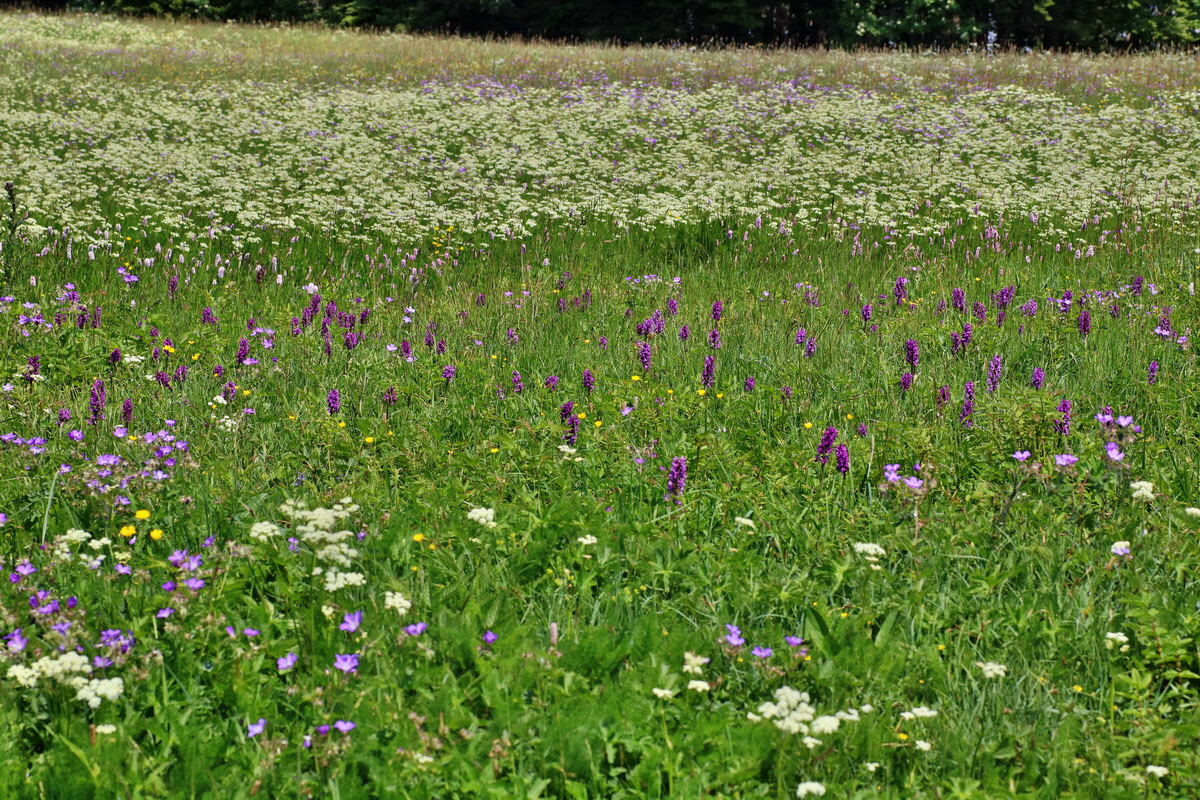 IMG-2016-06-04-00018075p_Bildgr��e �ndern