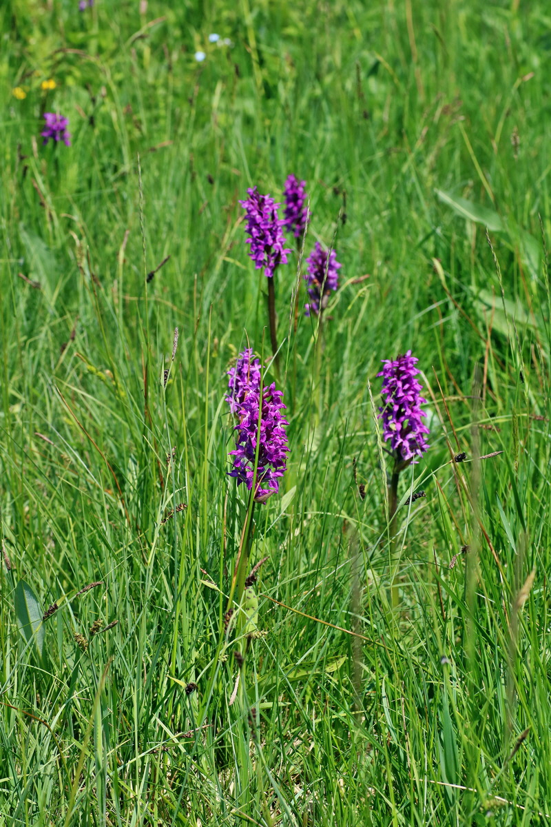 IMG-2016-06-04-00018114p_Bildgr��e �ndern