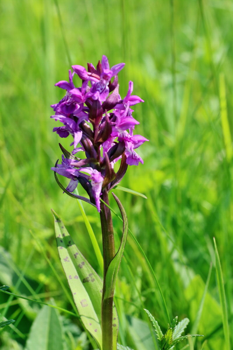 IMG-2016-06-04-00018121p_Bildgr��e �ndern