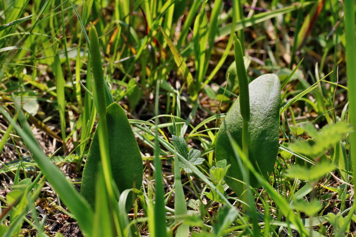 IMG-2016-06-04-00018153p_Bildgr��e �ndern