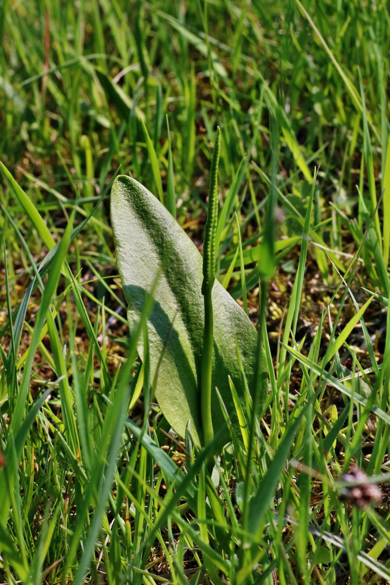 IMG-2016-06-04-00018156p_Bildgr��e �ndern