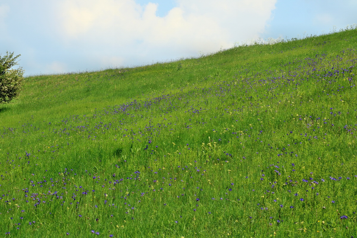 IMG-2016-06-04-00018164p_Bildgr��e �ndern