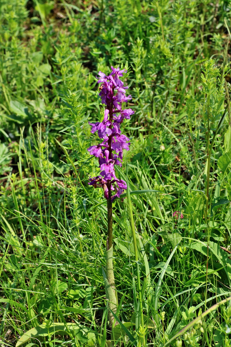 IMG-2016-06-04-00018216p_Bildgr��e �ndern