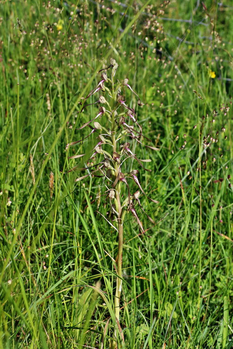 IMG-2016-06-06-00018255p_Bildgr��e �ndern