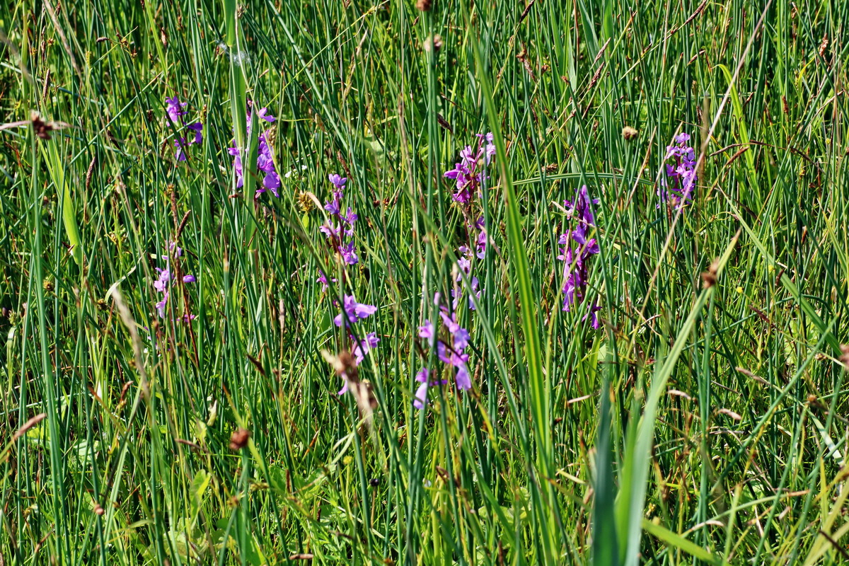 IMG-2016-06-06-00018281p_Bildgr��e �ndern