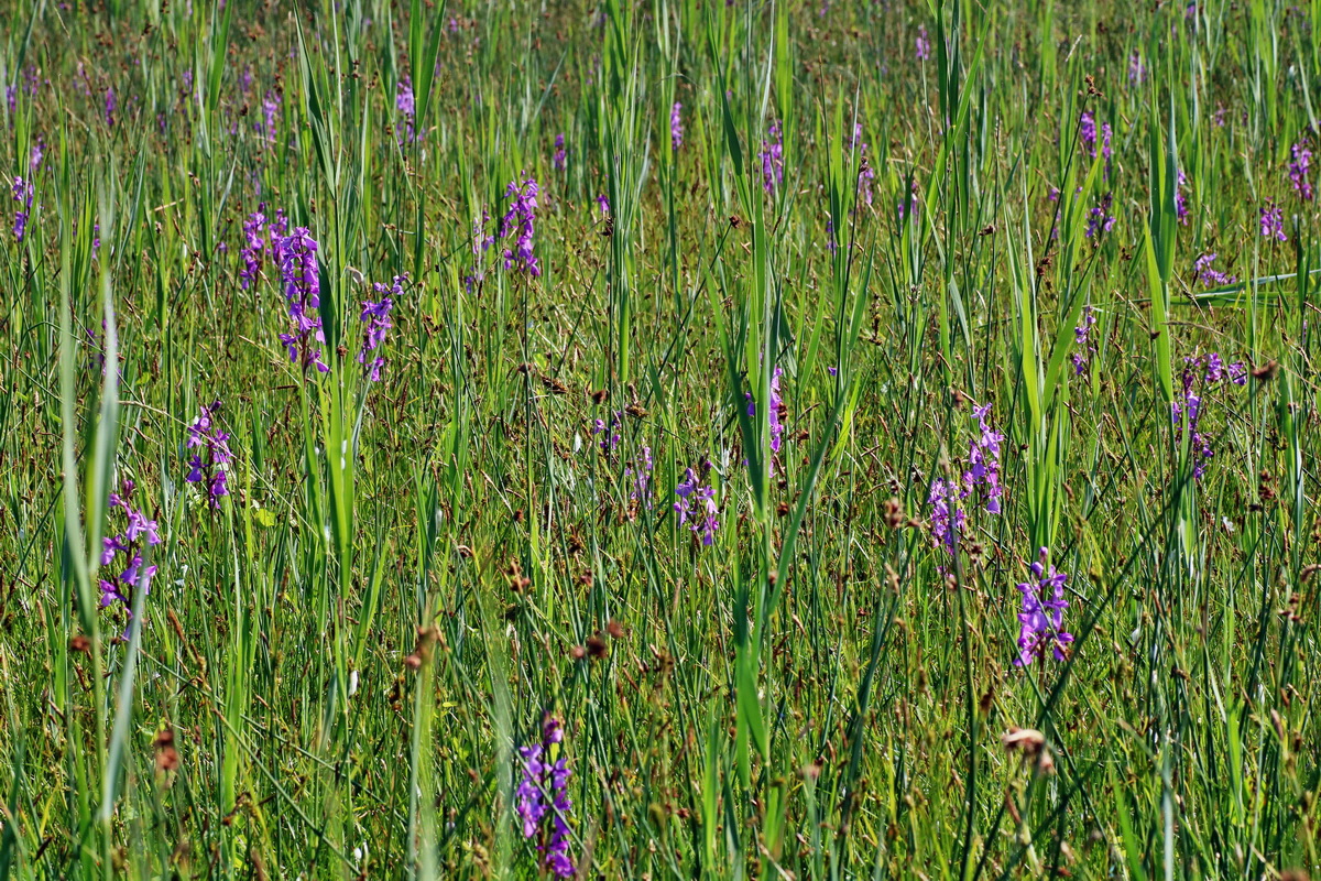 IMG-2016-06-06-00018347p_Bildgr��e �ndern