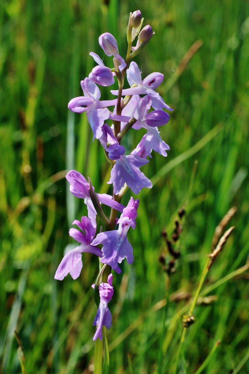 IMG-2016-06-06-00018351p_Bildgr��e �ndern