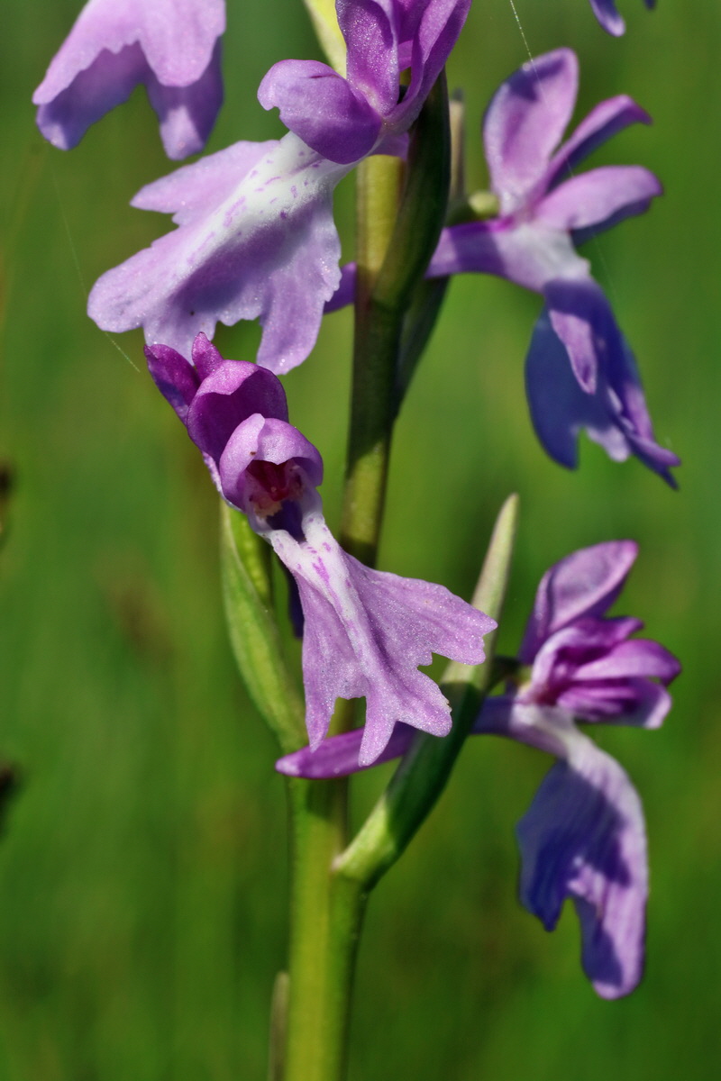 IMG-2016-06-06-00018366p_Bildgr��e �ndern