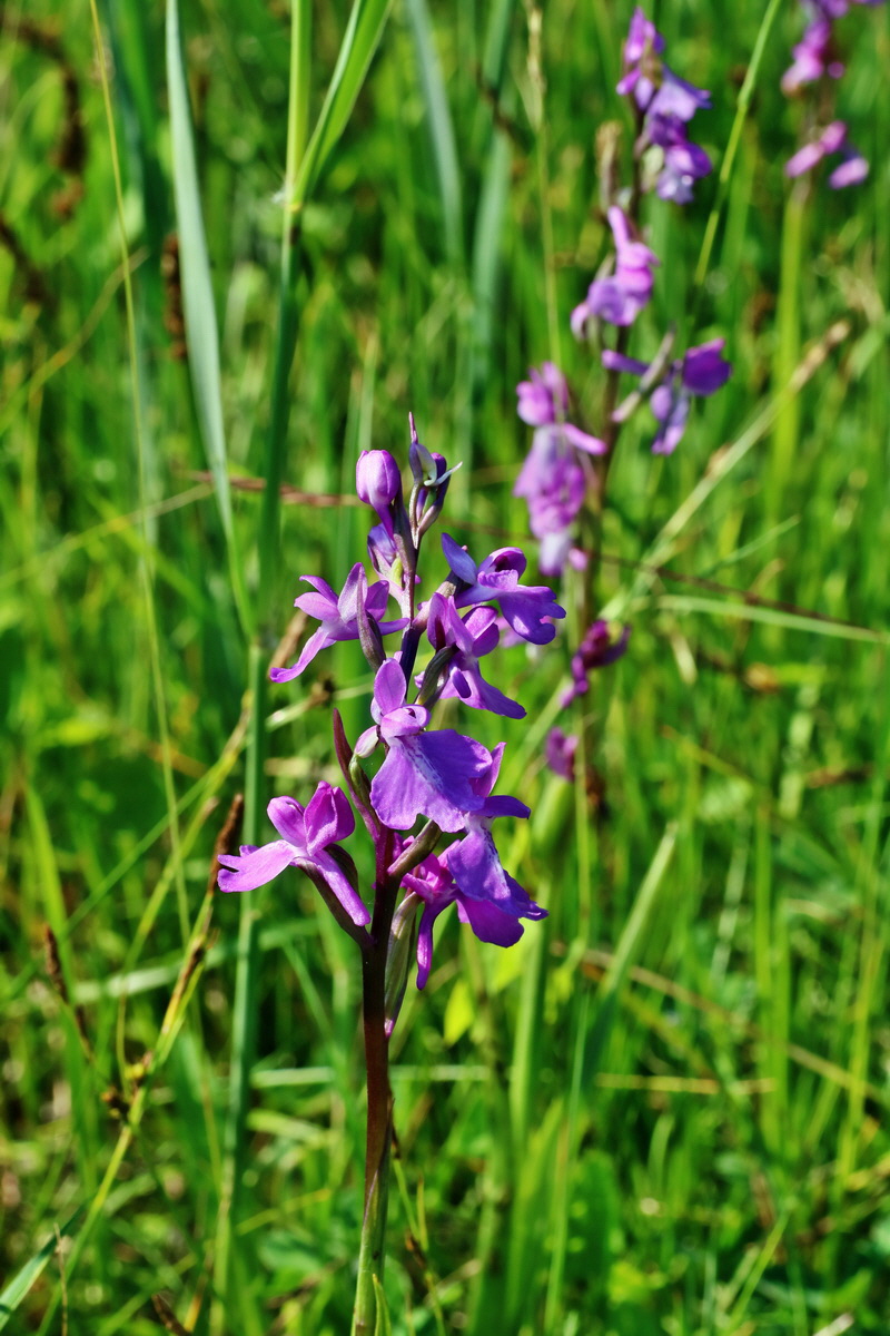 IMG-2016-06-06-00018376p_Bildgr��e �ndern