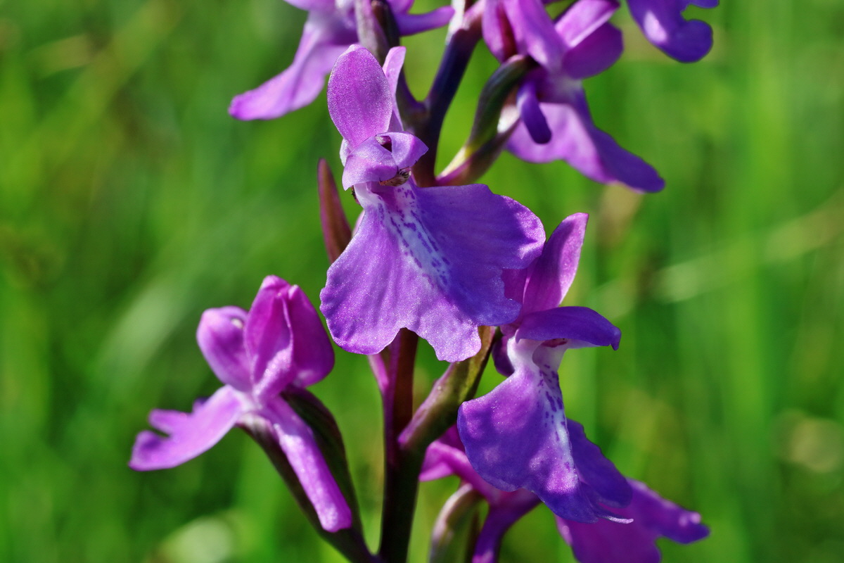 IMG-2016-06-06-00018377p_Bildgr��e �ndern