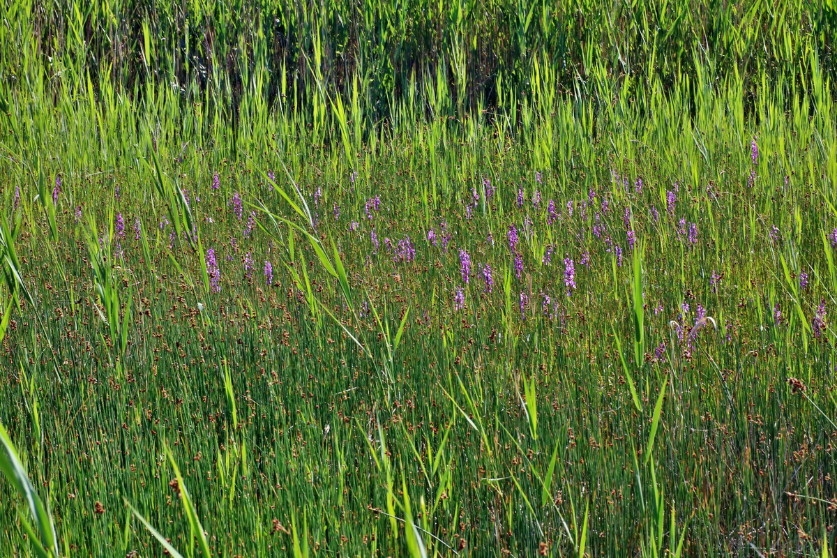 IMG-2016-06-06-00018389p_Bildgr��e �ndern