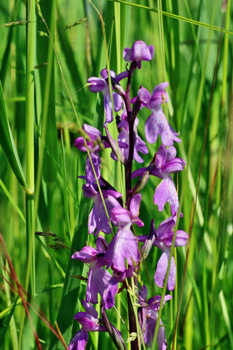 IMG-2016-06-06-00018419p_Bildgr��e �ndern