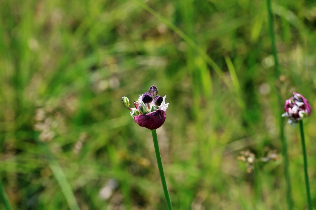 IMG-2016-06-06-00018441p_Bildgr��e �ndern