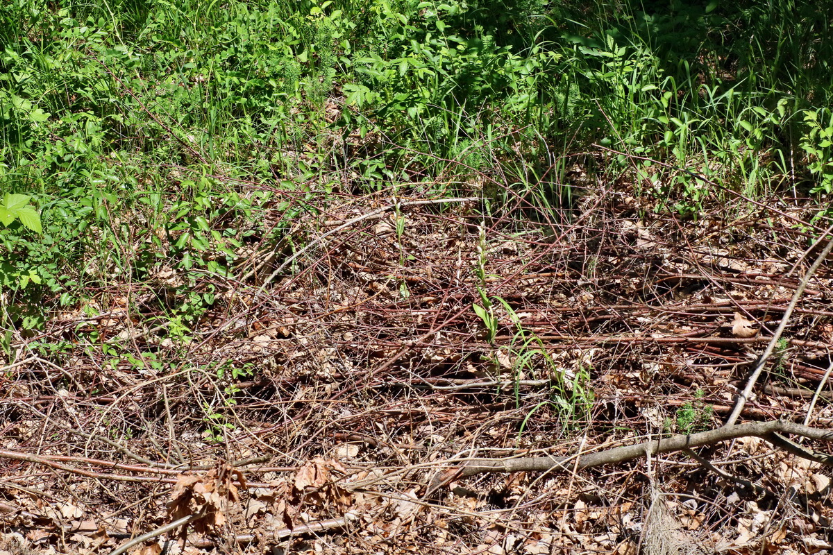 IMG-2016-06-06-00018451p_Bildgr��e �ndern