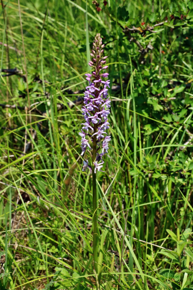 IMG-2016-06-06-00018542p_Bildgr��e �ndern