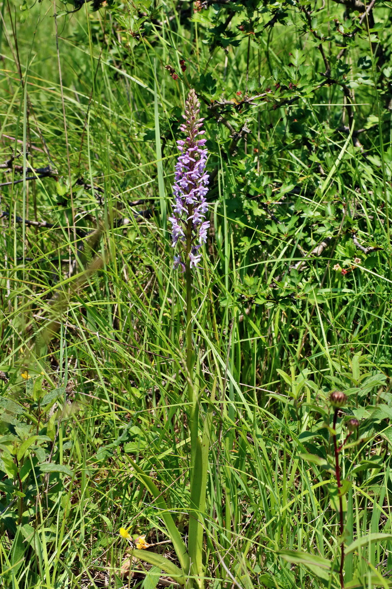 IMG-2016-06-06-00018543p_Bildgr��e �ndern