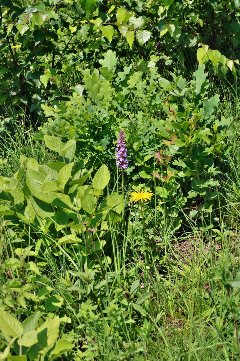 IMG-2016-06-06-00018569p_Bildgr��e �ndern