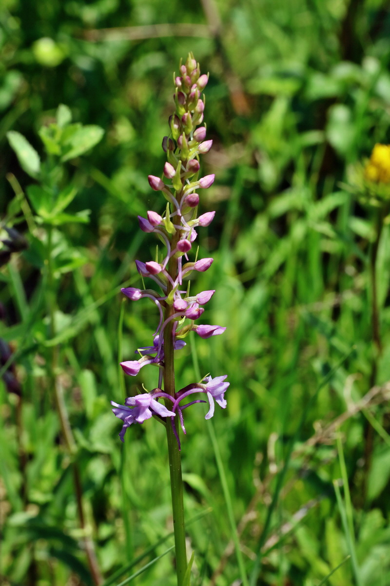 IMG-2016-06-06-00018572p_Bildgr��e �ndern