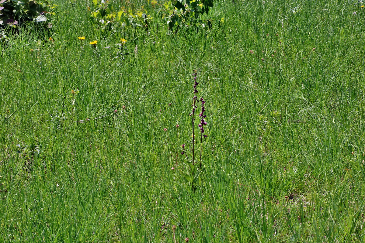 IMG-2016-06-06-00018597p_Bildgr��e �ndern